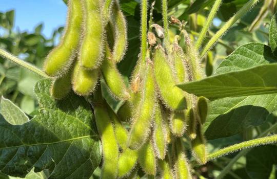 Bemutatjuk a legújabb szójafajtáinkat