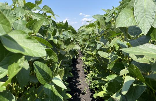 Megoldás lehet az elszálló Nitrogén árakra, ha olyan növényt választasz, ami alacsonyabb ráfordítással termelhető?