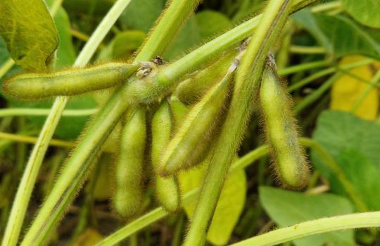 A jövedelmezőség záloga a termésstabilitás, aminek az első és legfontosabb eleme a fajta