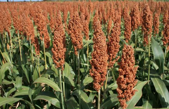 Miért az ARMELIA cirok? Néhány gondolat a valóságról