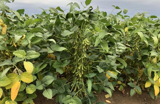 Agrotechnikai ajánlások a sikeres szójatermesztéshez 