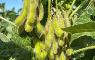 Bemutatjuk a legújabb szójafajtákat - Heti körkérdés