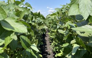 Megoldás lehet az elszálló Nitrogén árakra, ha olyan növényt választasz, ami alacsonyabb ráfordítással termelhető?