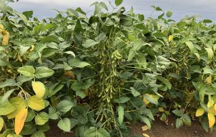 Agrotechnikai ajánlások a sikeres szójatermesztéshez 