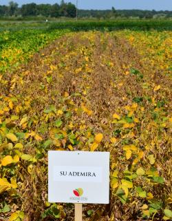SU Ademira