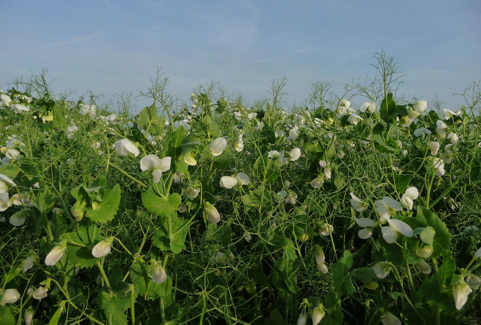 escrime-pois-proteagineux-hiver-photo.jpg