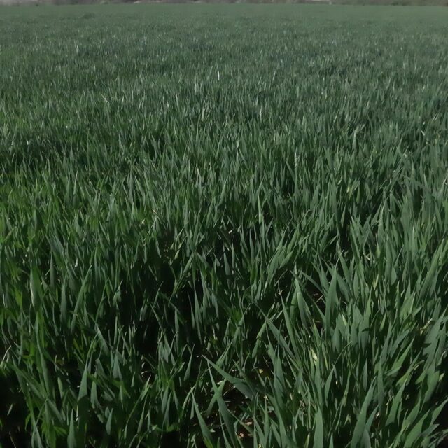 Cellule - Őszi búza