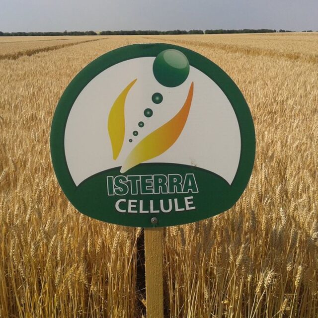 Cellule - Őszi búza