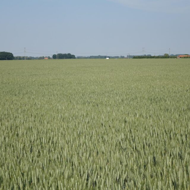 Complice - Őszi búza