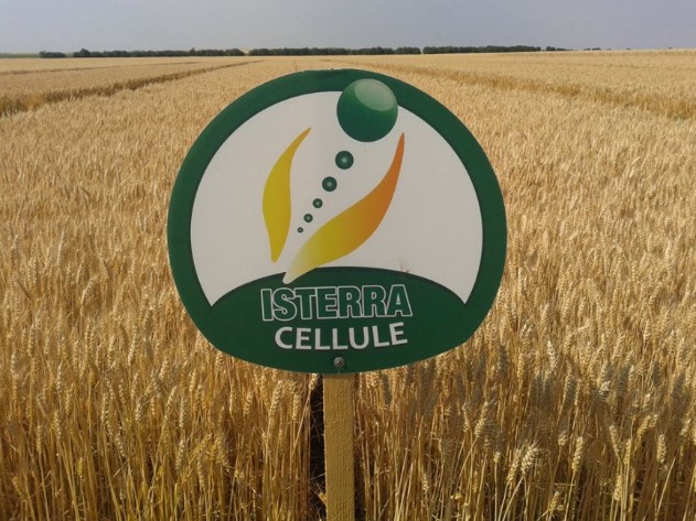 cellule-tabla.jpg