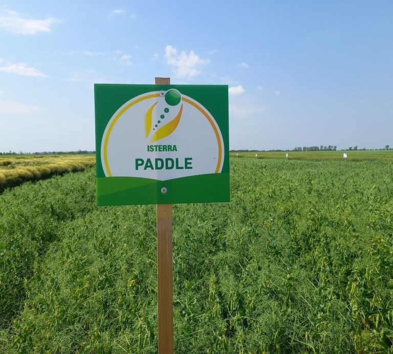 Paddle - Őszi borsó